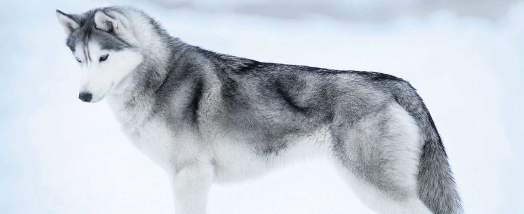 Most Beautiful Dog In The World 2021