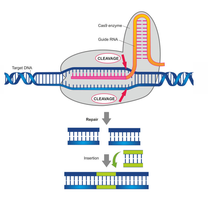 CRISPR & Cas Genes Market Anticipated Growing at a CAGR of 16.1% By 2027.
