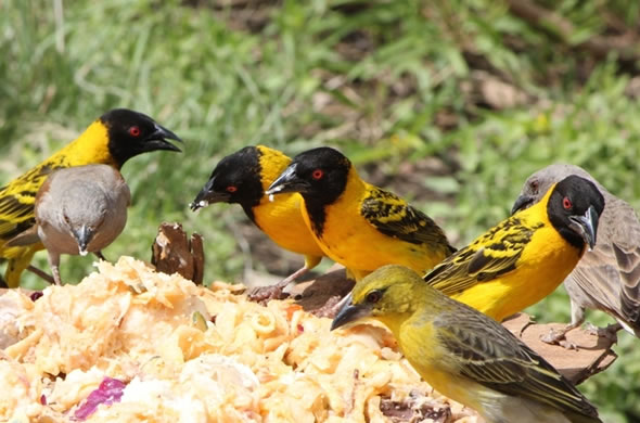 Look For Bird watching Safaris Kenya