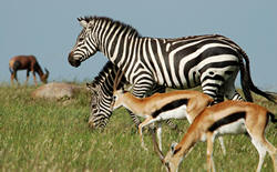 Looking For Mara Governors Camp