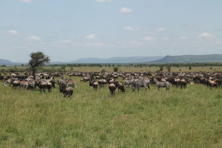 Looking For Serengeti and Ngorongoro Safari