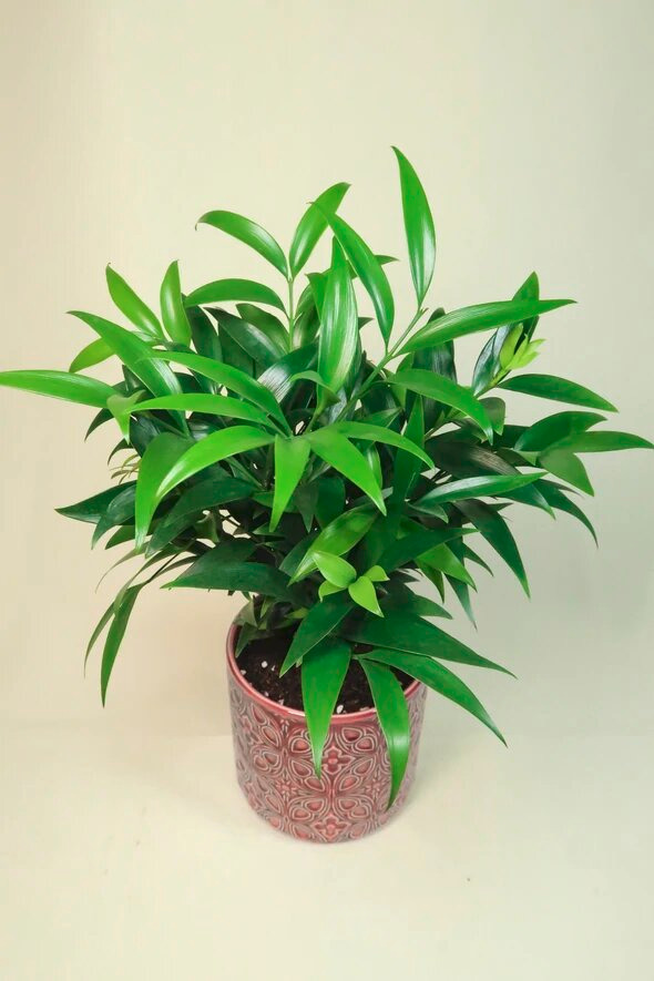 Get home gorgeous plants that need very less care