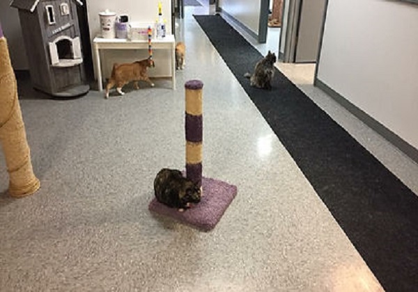 Choose The Best Cat Condos For Your Cat in Georgia 