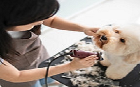 How to Keep Your Pet Calm During Grooming Session?
