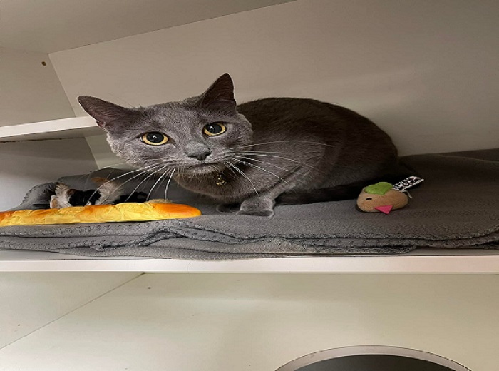 Find The Best Cat Boarding Services in Georgia | Cat Boarding