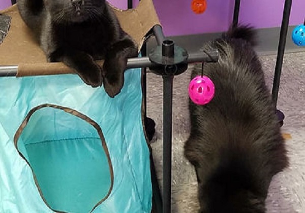Choosing the Right Cat Boarding Facility in Georgia