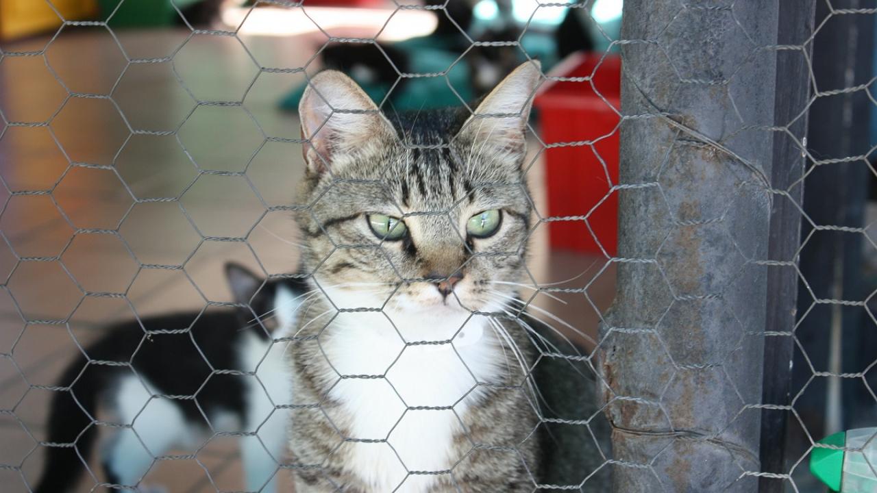 Choosing the Right Pet Boarding Facility For Your Cat or Dog in Georgia