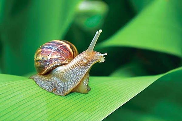 Giải mã giấc mơ thấy ốc là điềm gì