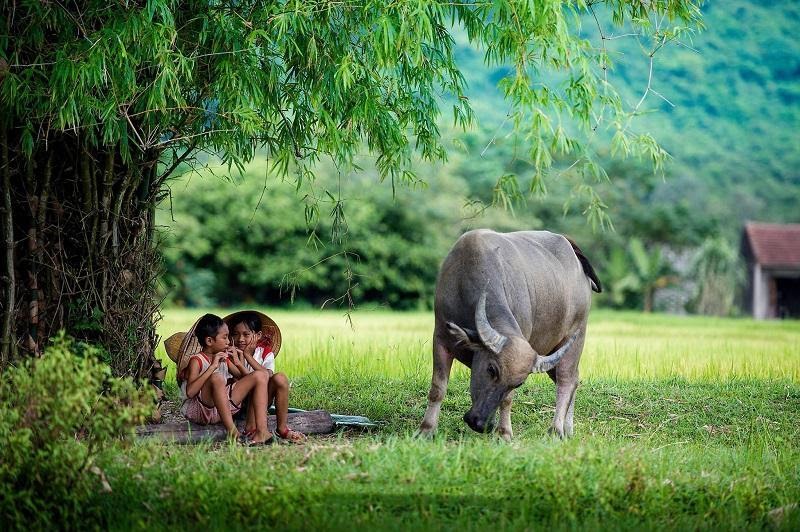 Giải mã giấc mơ về quê là báo hiệu điềm gì
