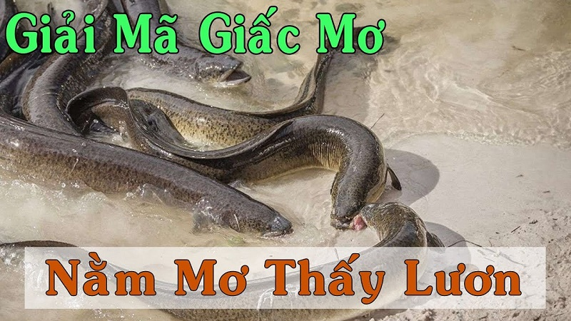 Mơ thấy lươn là điềm gì