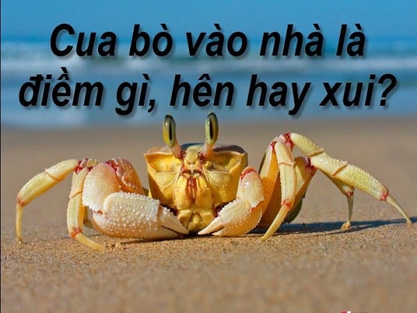 Cua bò vào nhà là điềm gì báo hiệu điều gì
