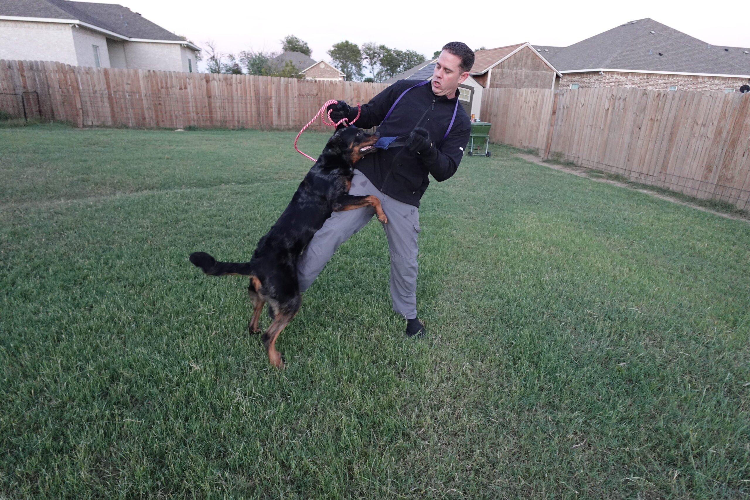 Private Dog Training Long Island for Multi-Dog Homes