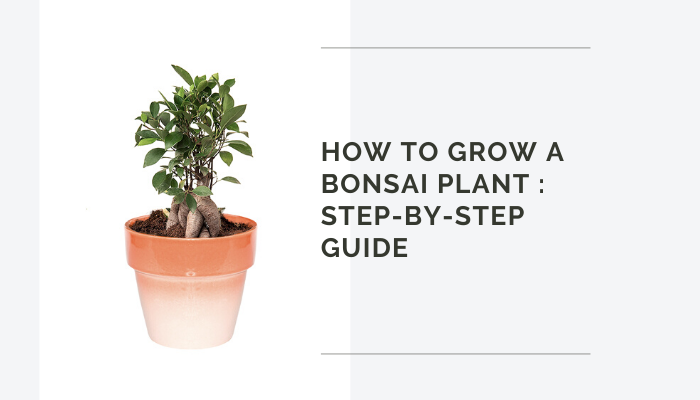 How To Grow A Bonsai Tree: Step-By-Step Guide
