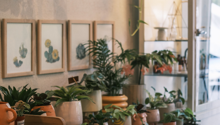 Top 7 Best Plants For study table
