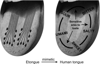 Electronic Tongue Market Rising Trends, Demands and Business Outlook 2020-2028
