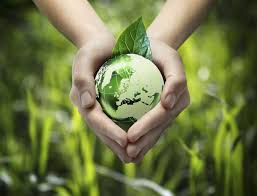 Eco-friendly Labels Market Size, Share, Growth Opportunity & Global Forecast to 2028