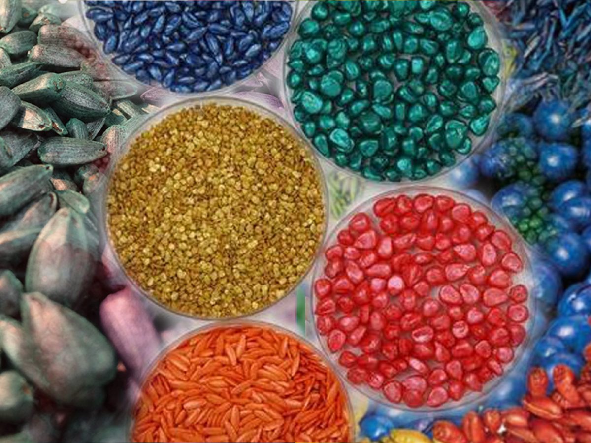 Non Selective Herbicides Market Analysis, Growth by Top Companies, Development by Regions and Forecasts 