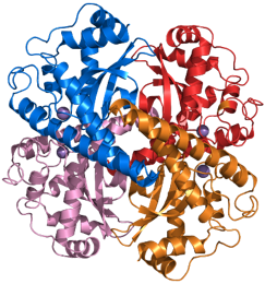 The Promoter of Life Evolution—Superoxide Dismutase