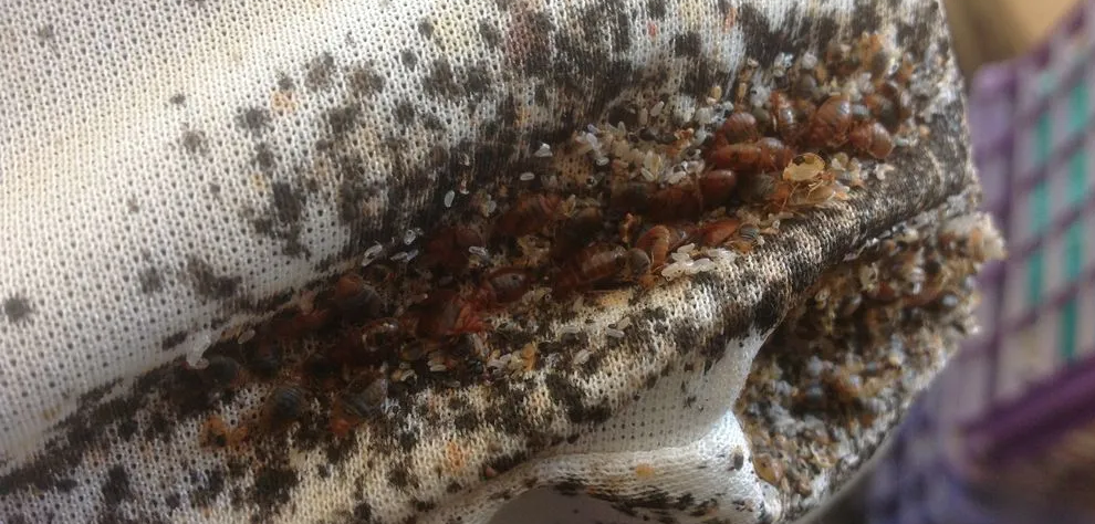How Does Bed Bug Heat Treatment in Niagara Do Well on Pests