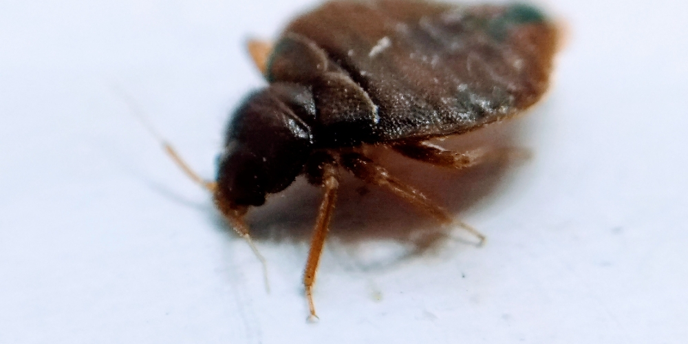 Keep Your Home Bug-Free: Bed Bug Control in Cambridge