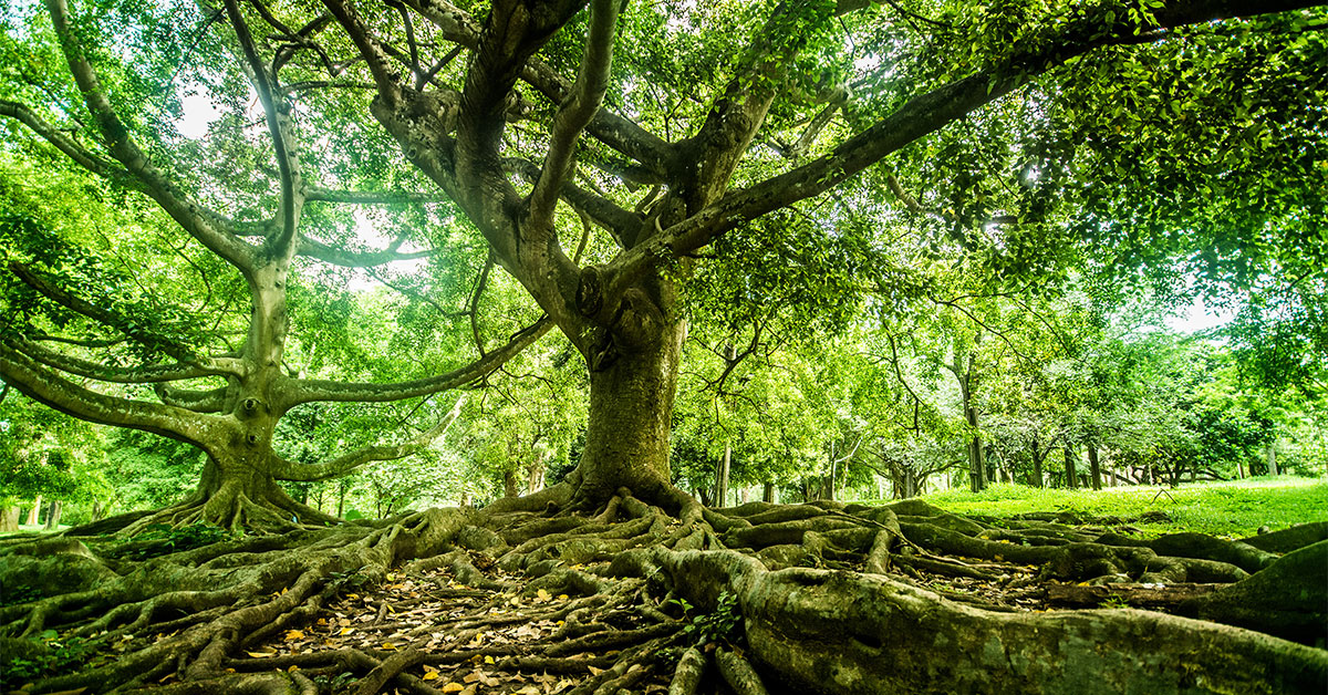 Climate change and soil organic carbon
