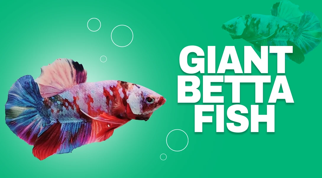 How To Choose Your Breeding Pair Of Giant Betta Fish