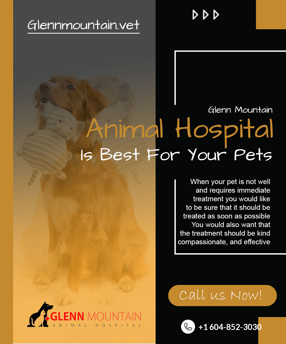 Best Abbotsford Vet Clinic working with a mission of passionate vet care