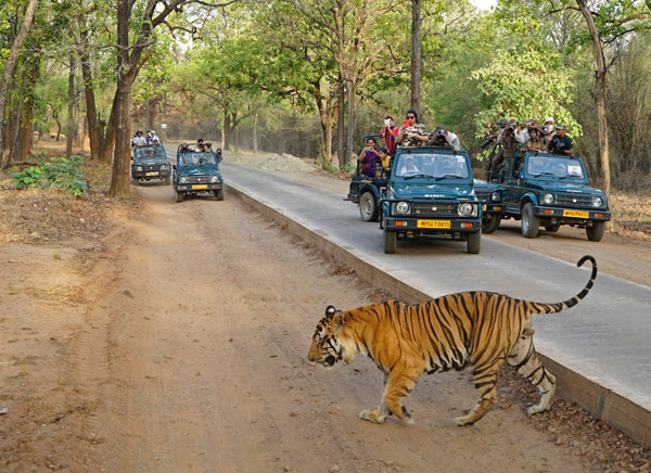 BANDHAVGARH TIGER RESERVE
