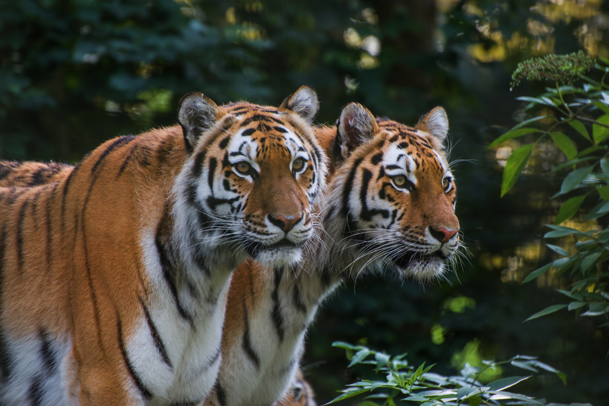 Wildlife Tourism in India: Discover the Thrills of Tiger Safari in India