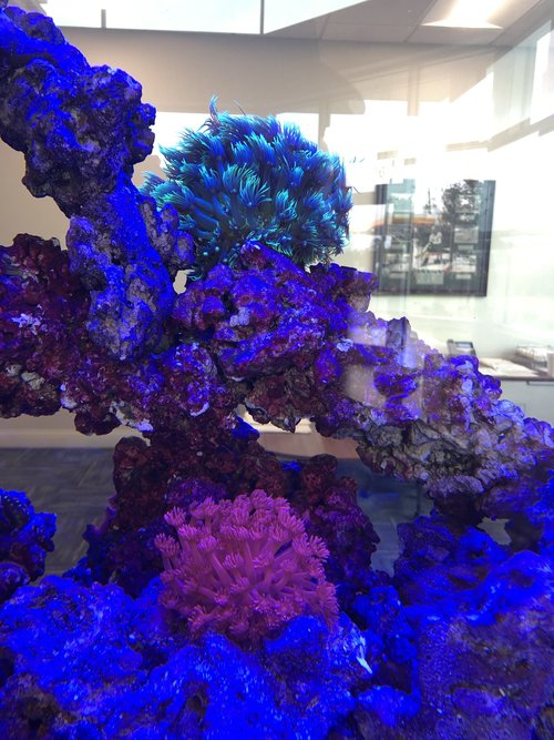 Synchronize into the Correct Schedule Saltwater Aquarium Maintenance