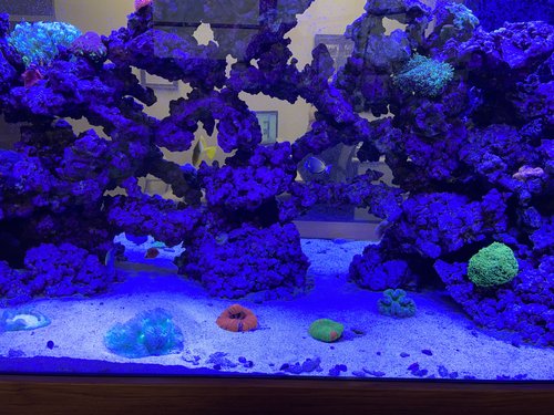 Fish Tank Maintenance Service.