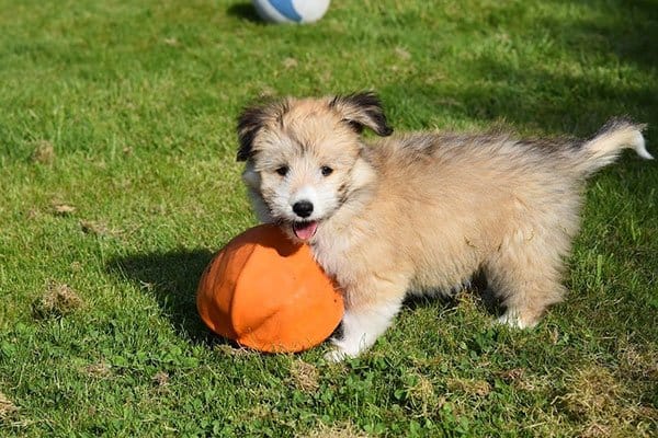 Walking Services for Dog