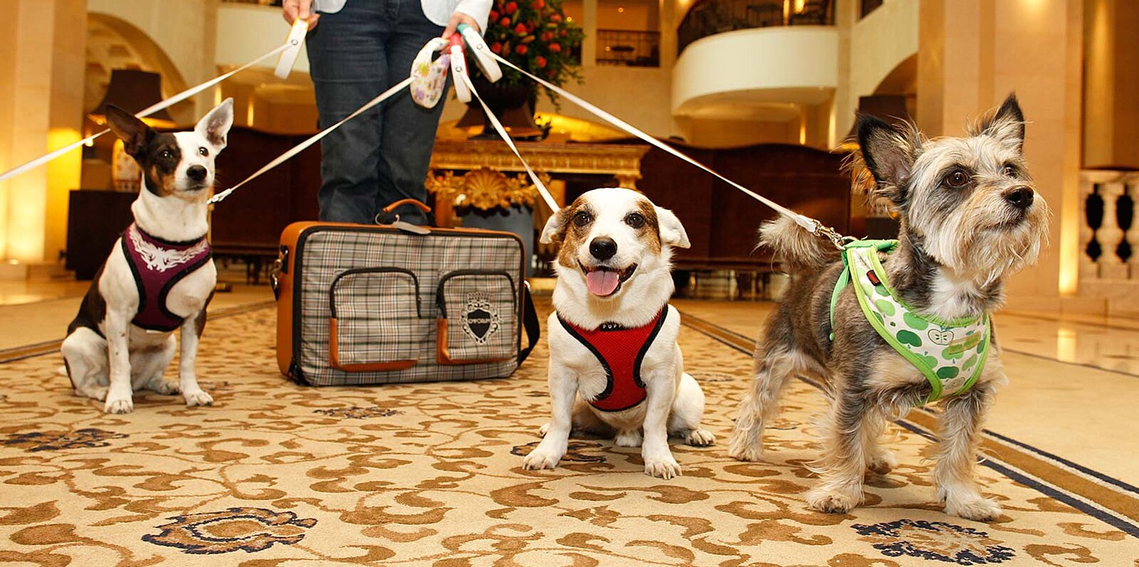 Pet walking services in Franklin