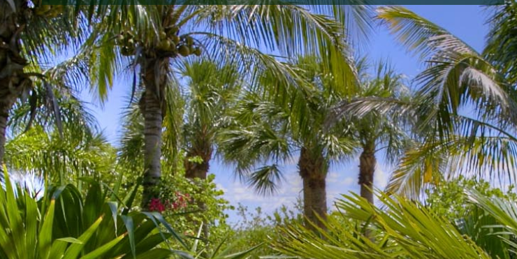 The Ultimate Guide on How to Care for Your Palm Trees