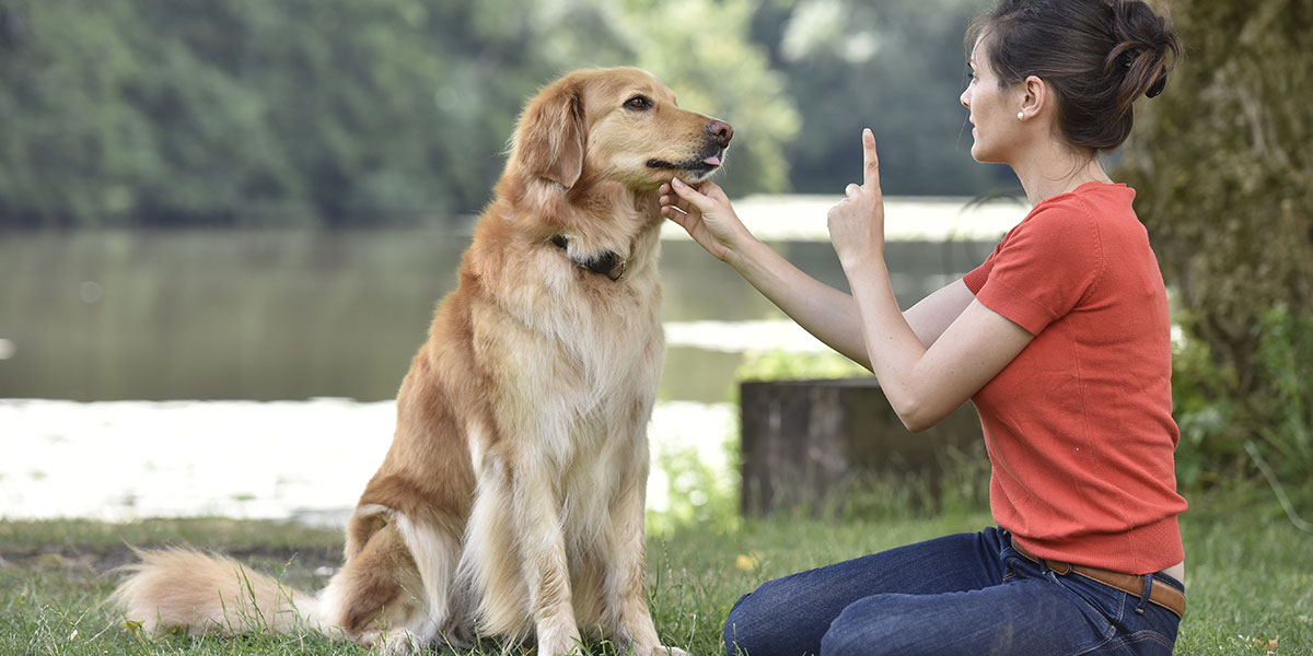 Dog training Melbourne