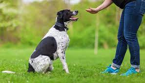 Dog training Brisbane