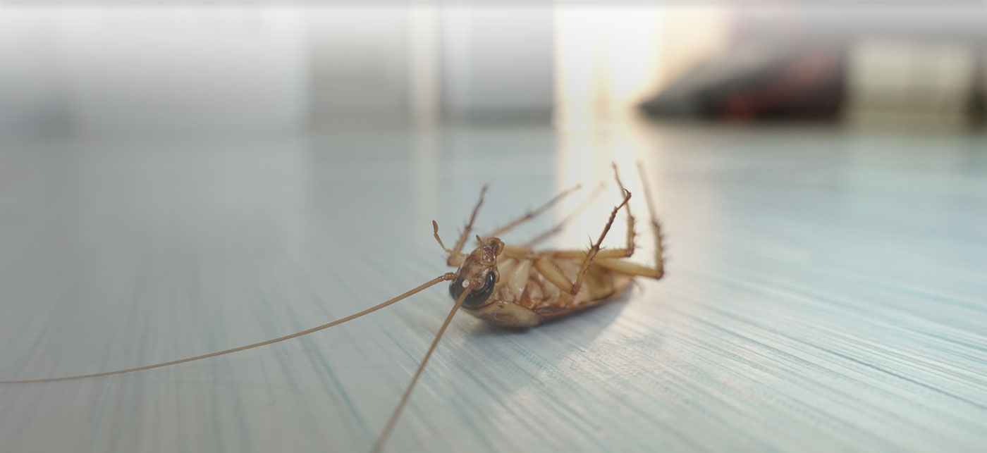 Super Affordable Pest Controllers In Brisbane