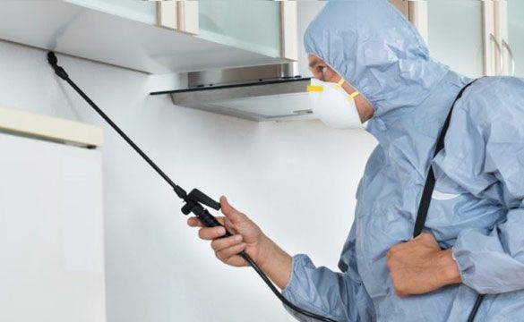 Keep Your Home Permanently Pest Free In Brisbane