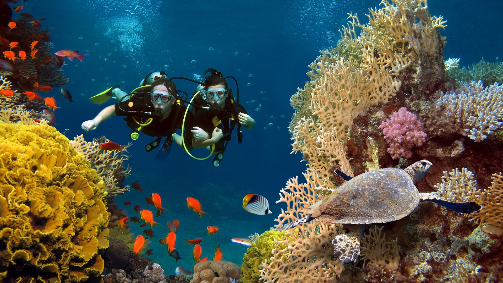 Exploring the Depths: Scuba Diving in Dubai