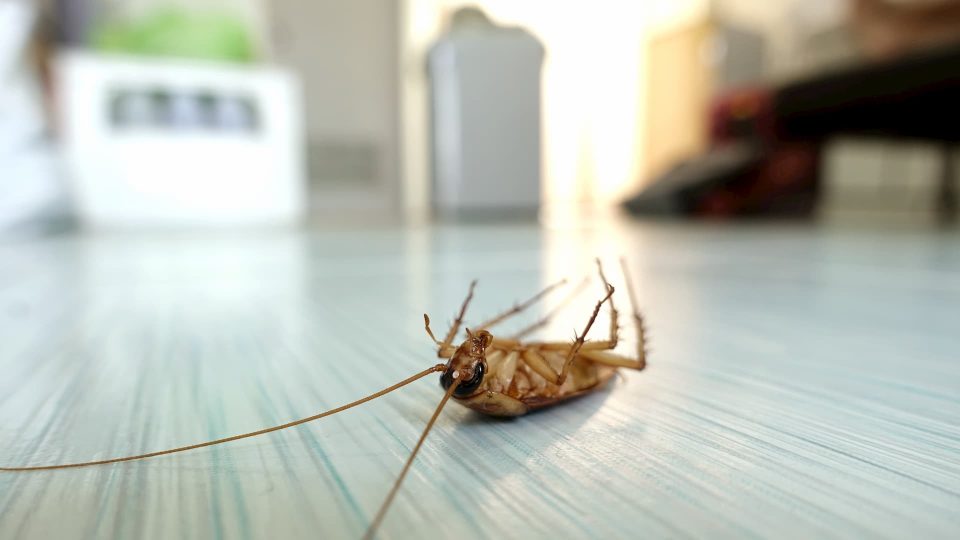 Get Benefited With The End of Lease Pest Control Service