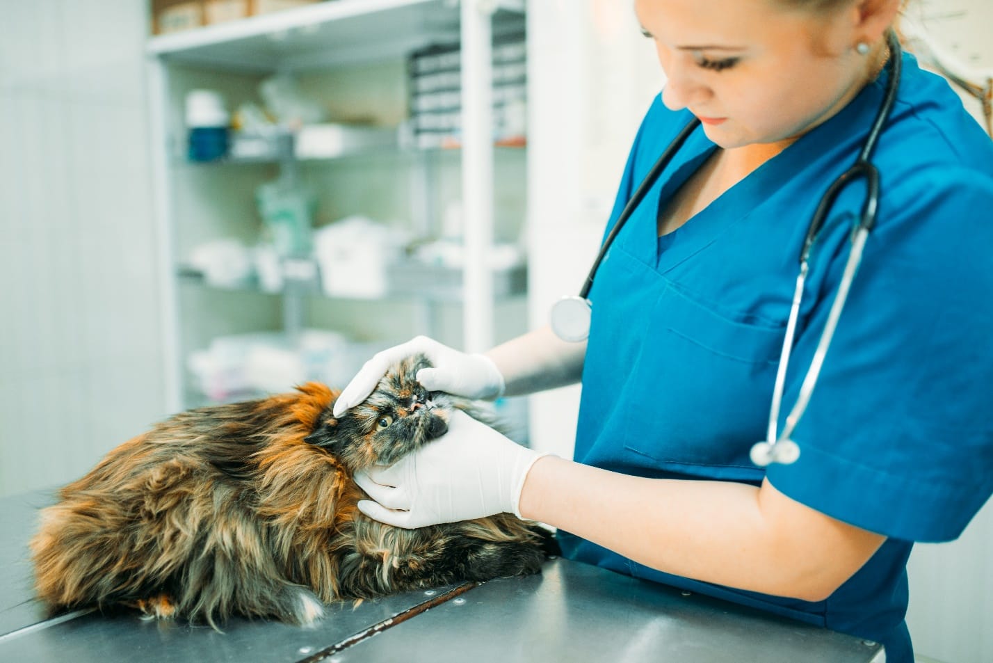 Veterinary Dermatology Drugs Market: Growing Awareness about Dermatological Conditions in Livestock