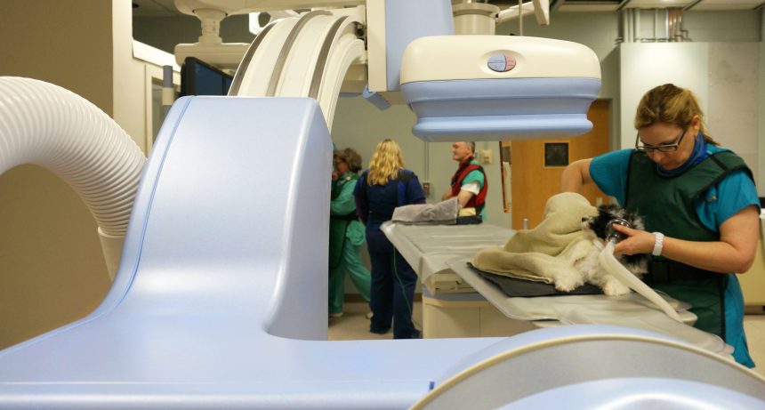 Innovative Technologies in Veterinary Diagnostic Imaging: Improving Animal Care