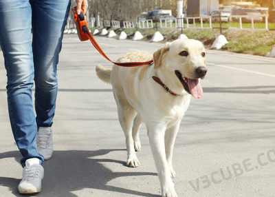 Rover pulls in DogVacay within its fold!