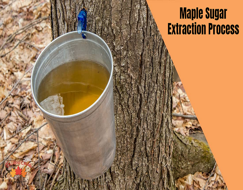 How Maple Sugar is Extracted from Tree?