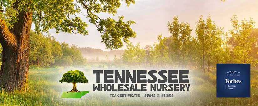 Cedar Trees For Sale: Create a Hedgerow For Privacy