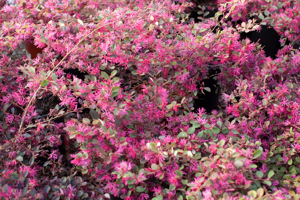 Introducing Wholesale Plants Near Me to your indoors