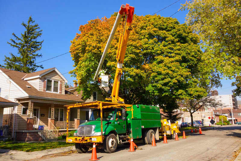 What You Need to Know Before Getting Tree Removal Services