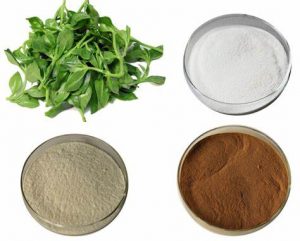 Increase Food Acceptability – Nourishment by Andrographis Paniculata Extract Supplier
