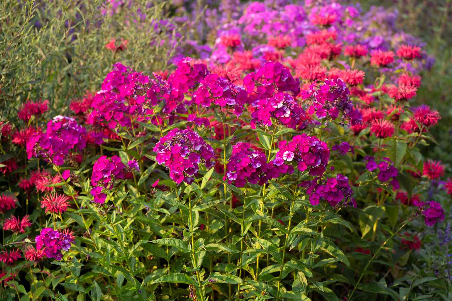 Annual Phlox 