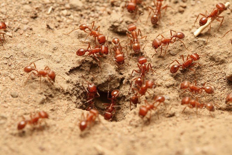 Get Rid of Fire Ants Without Chemicals